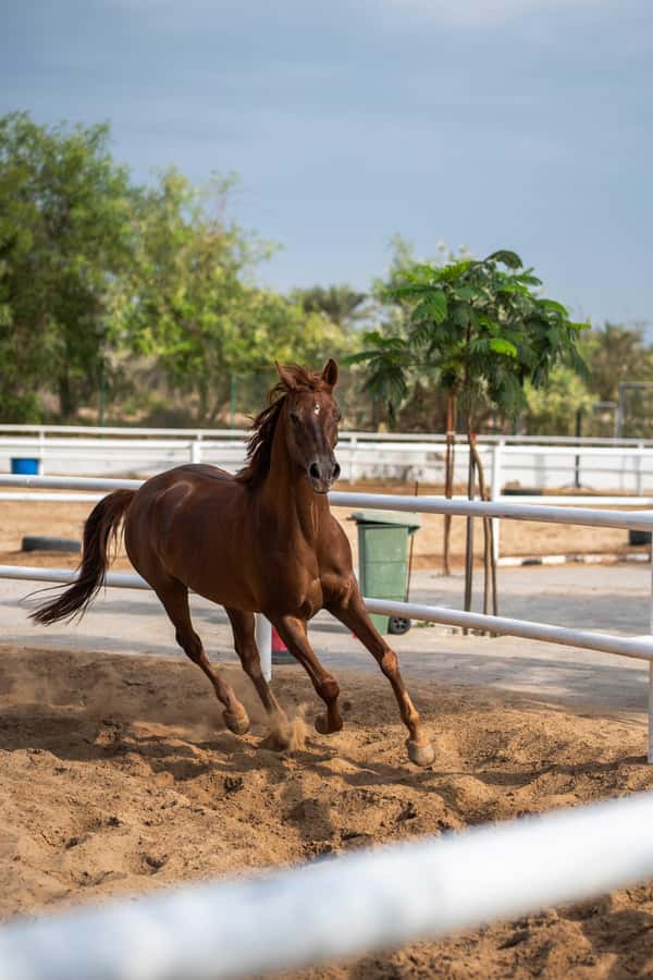 1 Hour Horseback Dubai Desert Park Ride - One Hour in the Saddle