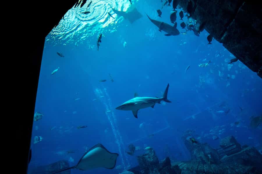 5-Day Pass: Hop-On Hop-Off, Lost World Aquarium, Dubai Frame - How to plan the five days