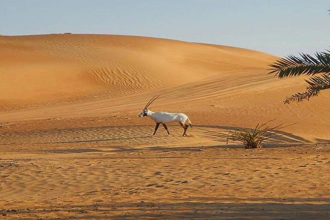 7-hour Small Group 4x4 Desert Safari Tour with Buffet Dinner in Dubai - Where the $30.70 price works well