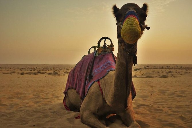 7-hour Small Group 4x4 Desert Safari Tour with Buffet Dinner in Dubai - Practical ways to make the seven hours better