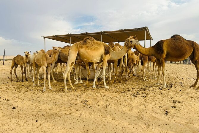 Abu Dhabi Desert Safari With BBQ Dinner & Live Shows - Camp activities: henna, shisha, and sales pressure