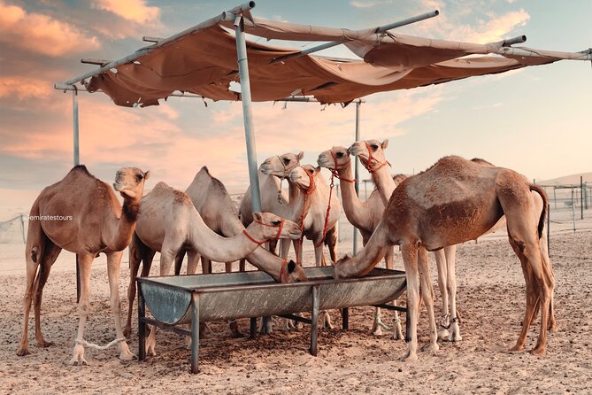 Abu Dhabi Evening Desert Safari BBQ, Camel Ride, Entertainments - What the price includes, and what it does not