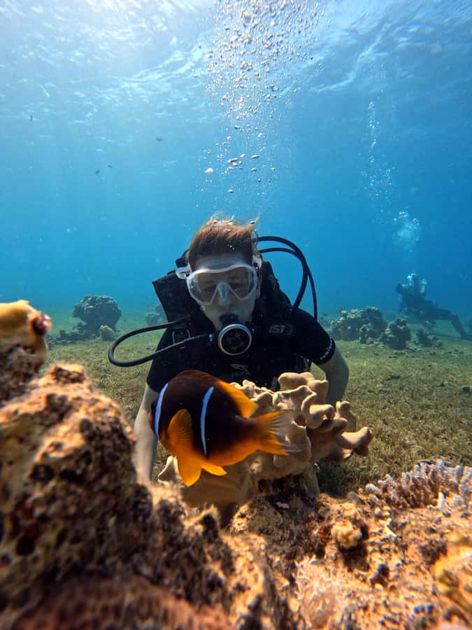Aqaba: Private Red Sea Diving for Beginner or Experienced - Should you book it?