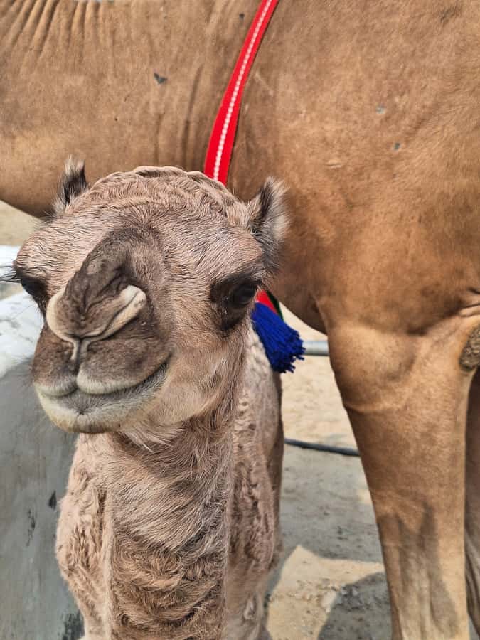 Bahrain in a Day from City Lights to Desert Landscapes - Jebel Al Dukhan and the desert drive