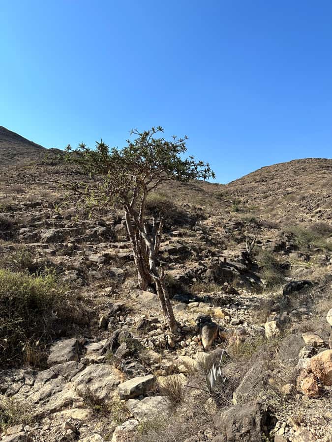 Caribian Orient (Swiming at Fazayeh Beach ) - The high zigzag road is part of the attraction