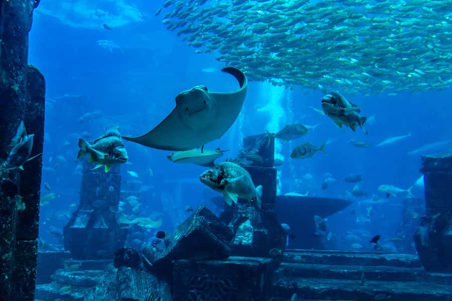 City Sightseeing Dubai HOHO Bus Tour, Aquaventure & More - The Blue Route reaches Atlantis and Dubai Marina
