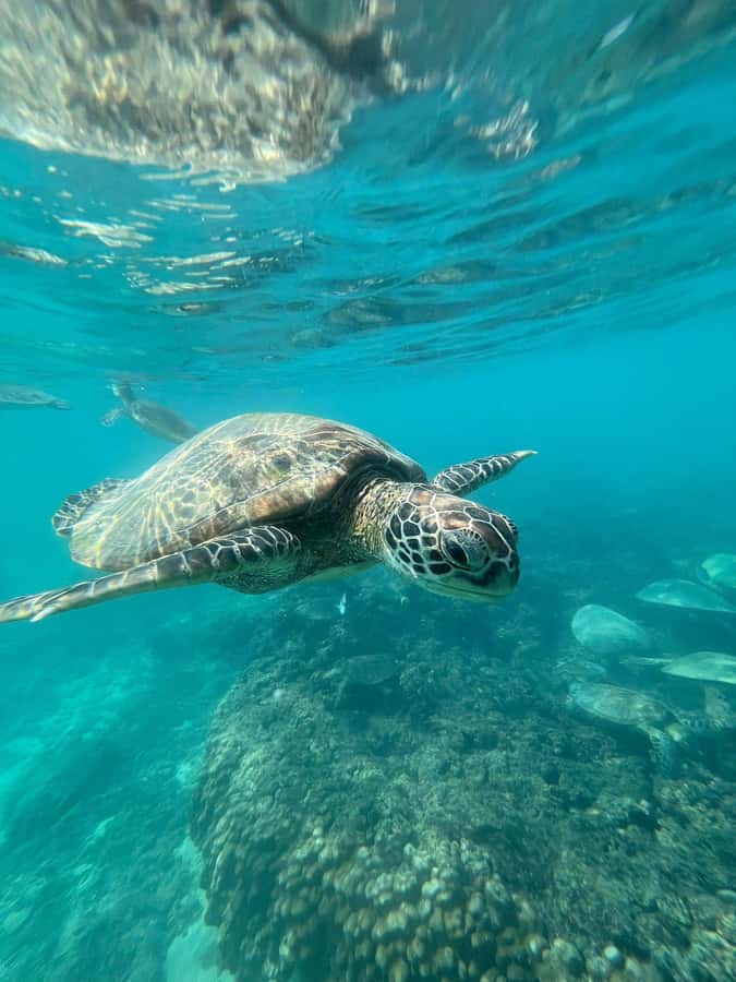 Daymaniyat Island: Snorkelling Tour with Tasty Lunch - Why Daymaniyat Islands make a strong Muscat day trip