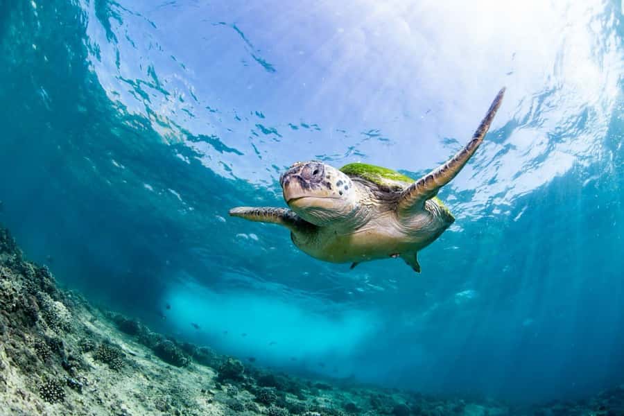 Daymaniyat Island: Snorkelling Tour with Tasty Lunch - The ride out on Shaheen
