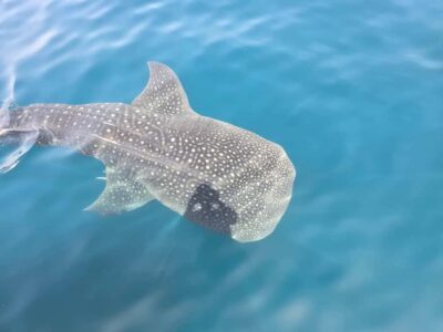 Daymaniyat Island: Snorkelling Tour with Tasty Lunch