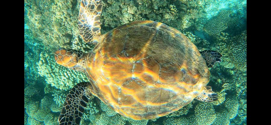 Daymaniyat Island: Snorkelling Tour with Tasty Lunch - Between swims: snacks and white sand