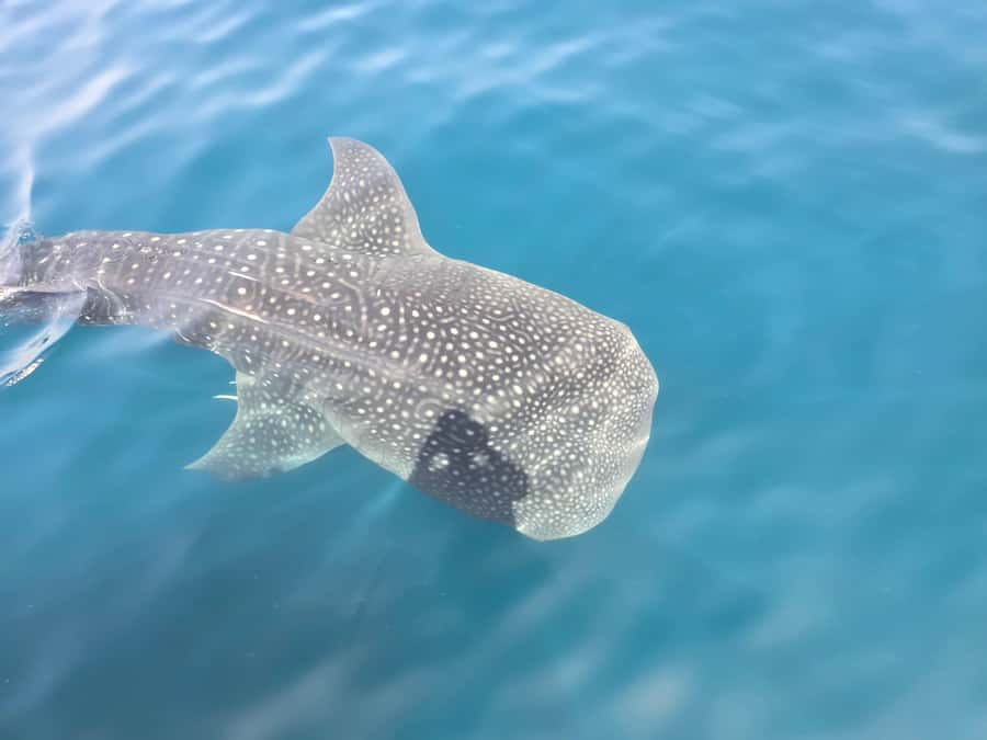 Daymaniyat Island: Snorkelling Tour with Tasty Lunch - Meeting at Seeb Marina at 8:15 am