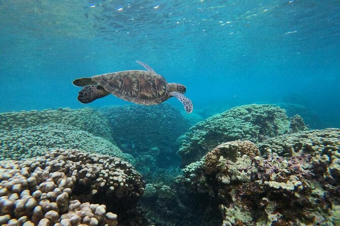 Daymaniyat Islands Snorkeling Sharing Trip - The Morning Start at Al Mouj Marina
