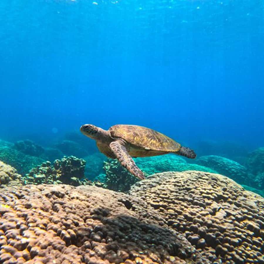 Daymaniyat Islands Snorkeling with Picnic Lunch - Coral Garden and Turtle Bay