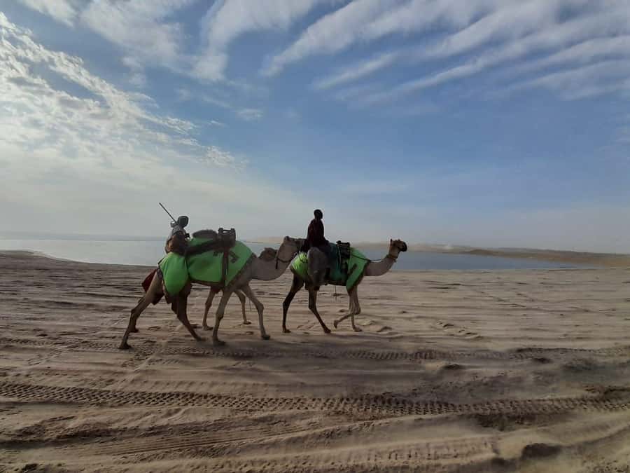 Desert Safari, Quad Bike, Camel Ride, Falcon & Sandboarding - Sealine Beach, tea, camels, and a falcon