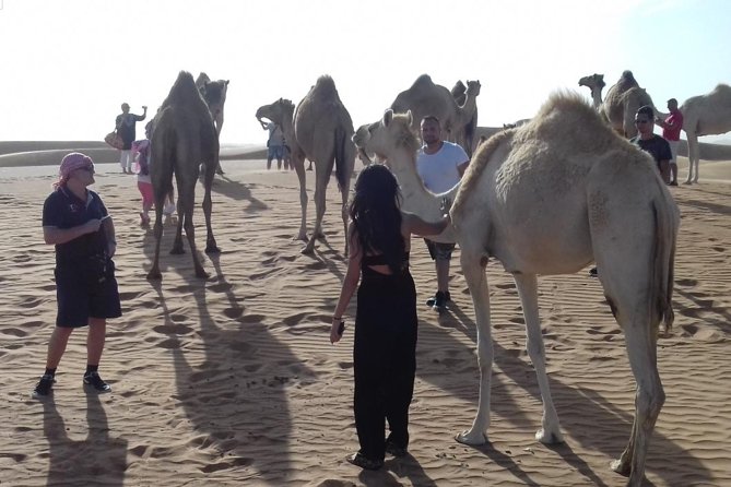 Desert Safari Tour, Quad Bike with BBQ Dinner & Show from Dubai - BBQ dinner and the evening performances