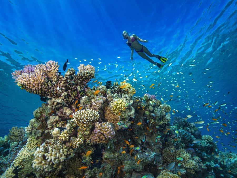 Discover Scuba Diving in Dubai - Is $95 a fair price?
