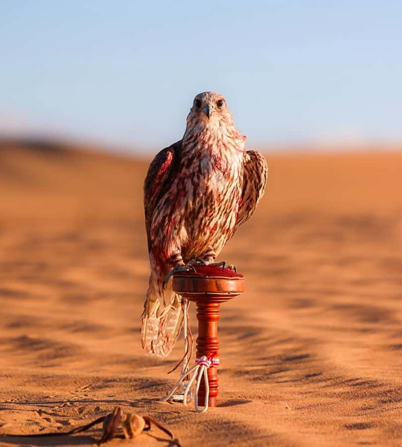 Doha : Arabian Horse Ride Experience With Pickup & Drop Off - Watching for gazelle and desert foxes