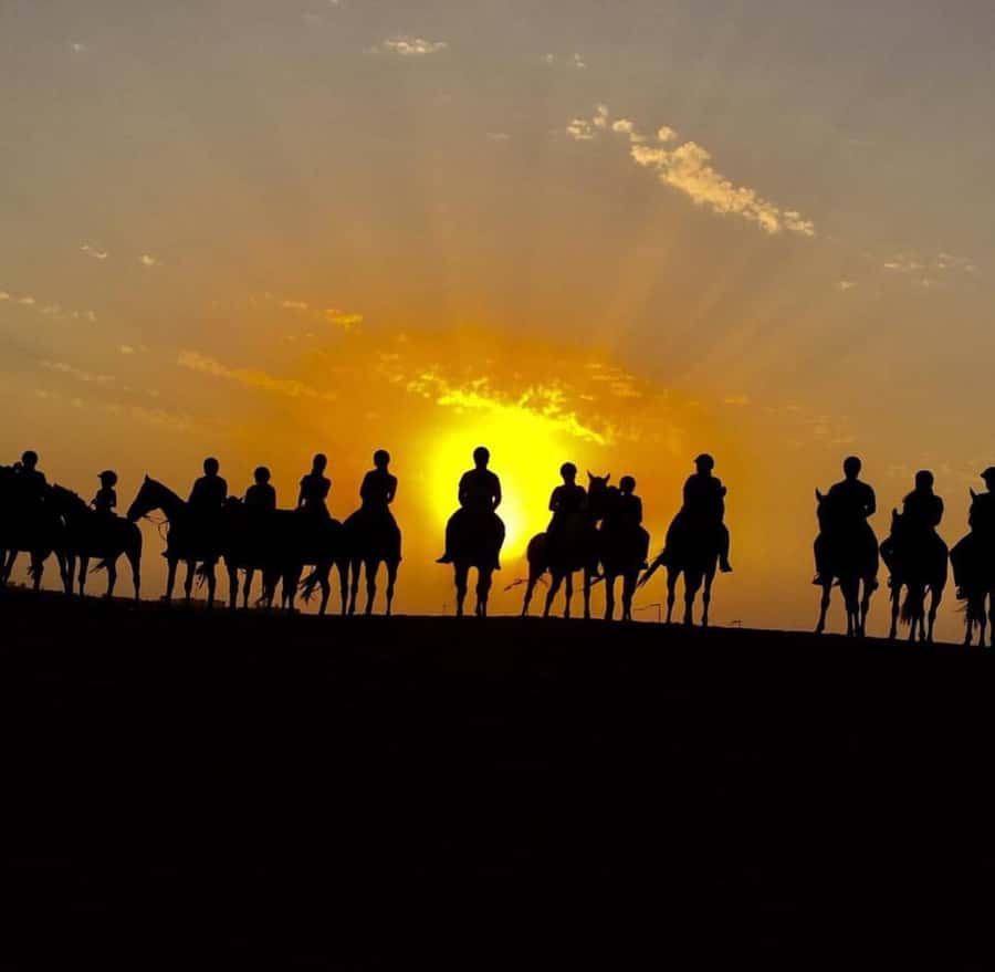 Doha : Arabian Horse Ride Experience With Pickup & Drop Off - What the $97 price really covers