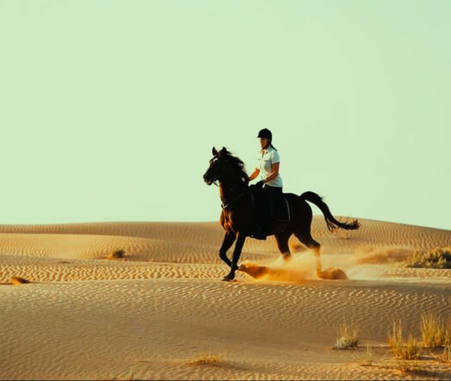 Doha: Arabian Horse Riding Experience –Sea or Desert Options - Desert or sea: making the right choice