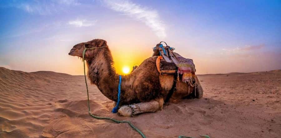 Doha: Desert Safari with Camel Ride Family Friendly Tour - What to bring and what to expect physically