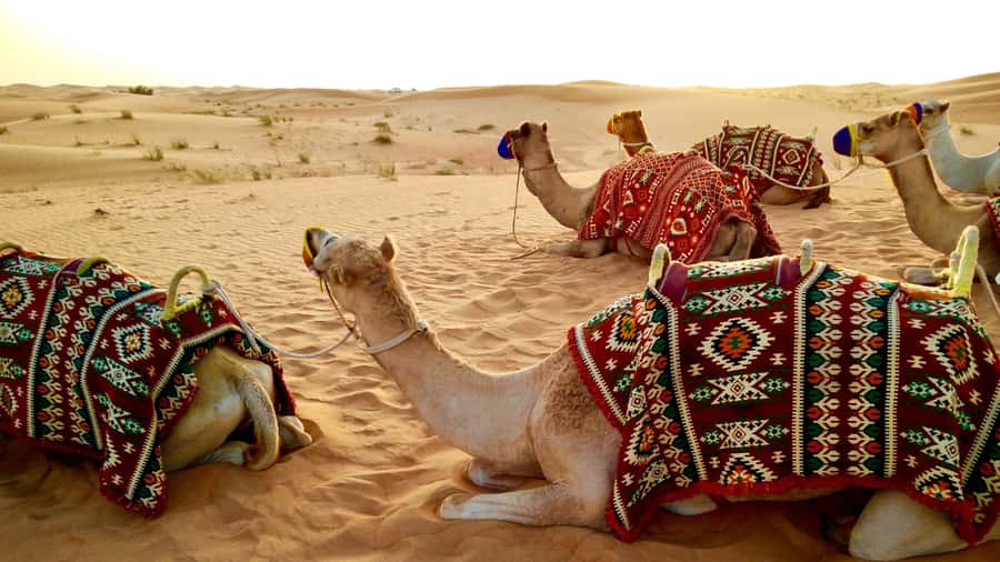 Doha: Dune Bashing Safari, Falcon, Camel, ATV, Sandboarding - The best time and the right type of visitor