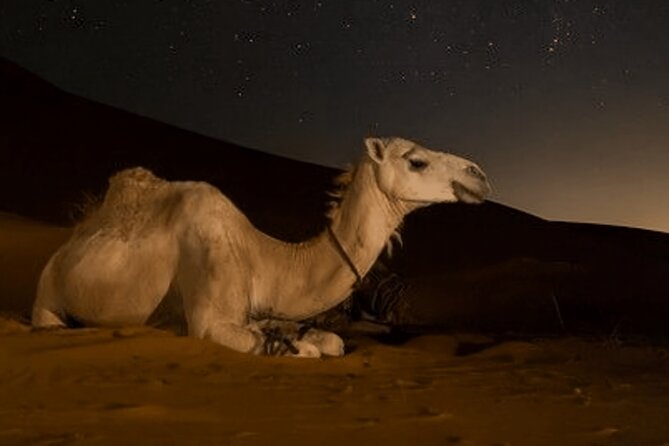 Doha Night Desert Safari Camel Ride Dune Bashing with Transfer - Night dune bashing with Mujahid, Sayed, Bilal, or Amir