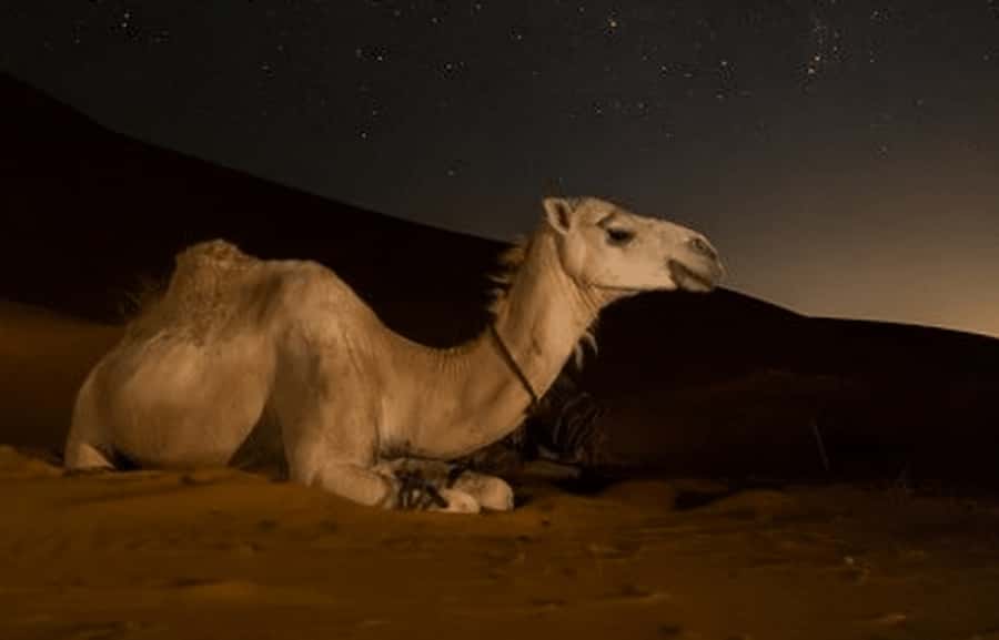 Doha: Night Desert Safari with Stargazing & Camel Ride - Pickup from Doha and the ride south