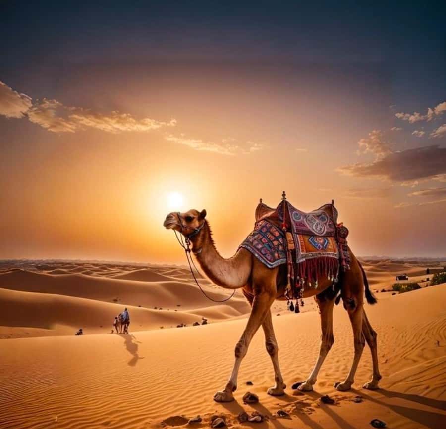 Doha: Nighttime Desert Safari with Dune Bashing & Camel Ride - Dune bashing across Qatar’s sand