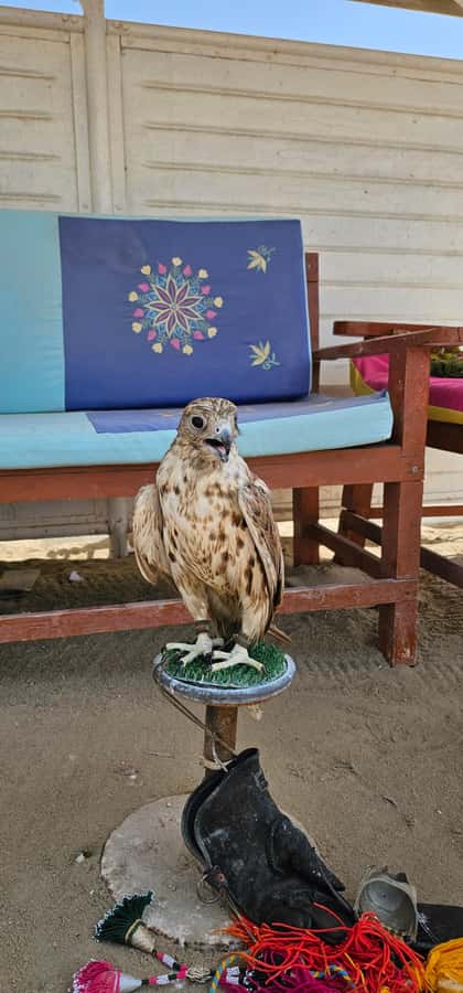 Doha:Private Desert Safari, Falcon, Sandboarding,inland sea - A practical look at the 270-minute schedule