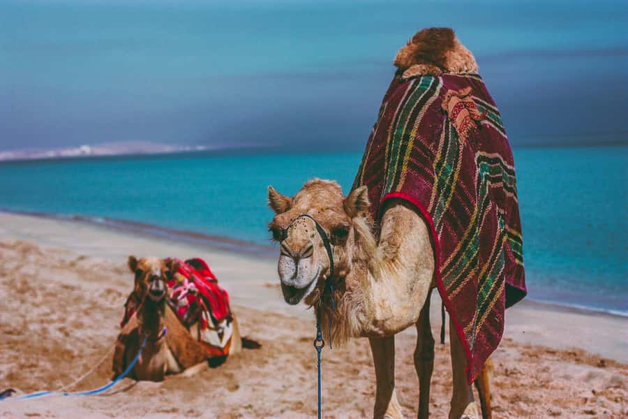 Doha:Safari Tour with Lunch/Dinner in Desert by the Sea Side - Should you book it?