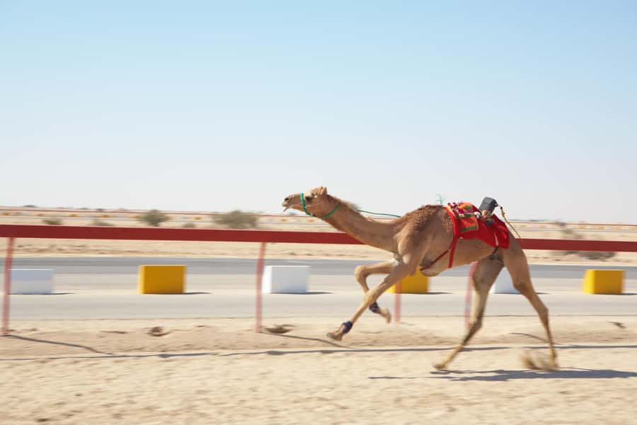 Doha : West Of Qatar Tour With Pickup & Drop-Off - Key points to know before booking