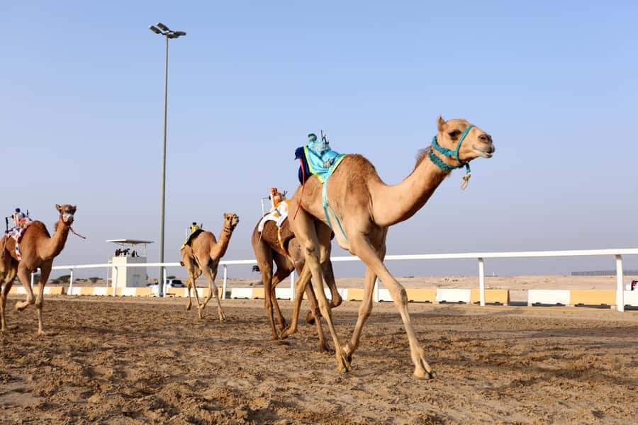 Doha : West Of Qatar Tour With Pickup & Drop-Off - Practical advice for a smoother visit