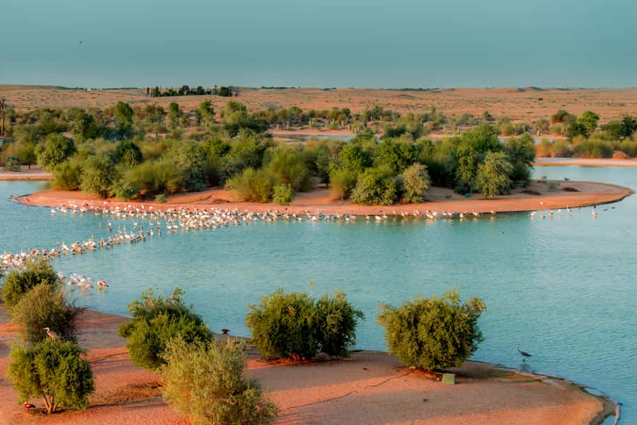 Dubai: Al Marmoom and Al Qudra Lakes Guided Tour with Dinner - Key things to know before booking
