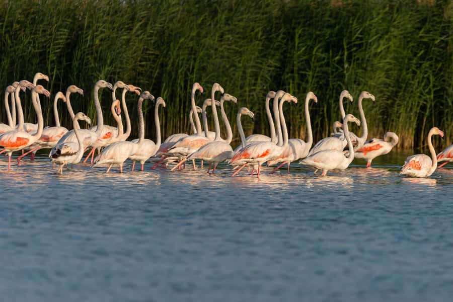 Dubai: Al Marmoom and Al Qudra Lakes Guided Tour with Dinner - Sunset at the Al Marmoom Reserve
