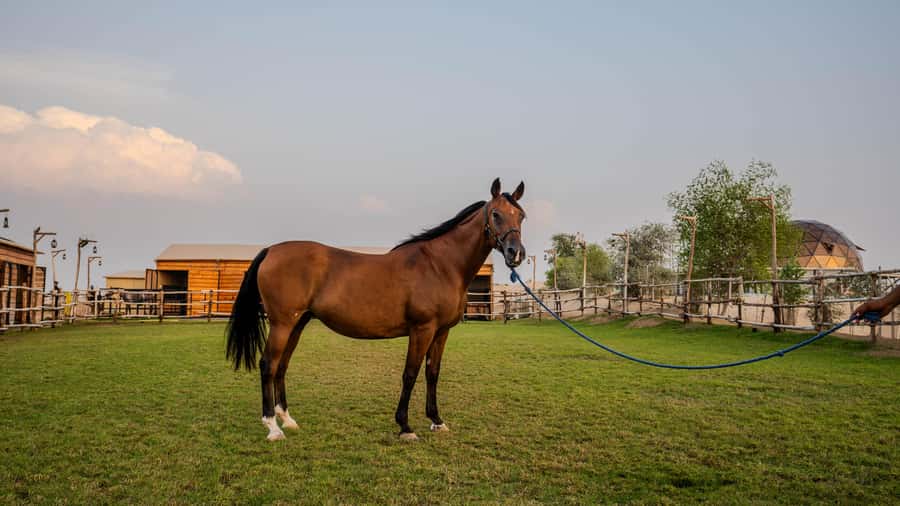 Dubai: Al Marmoom Oasis Horse Riding Experience with Snack - How the guides affect the experience