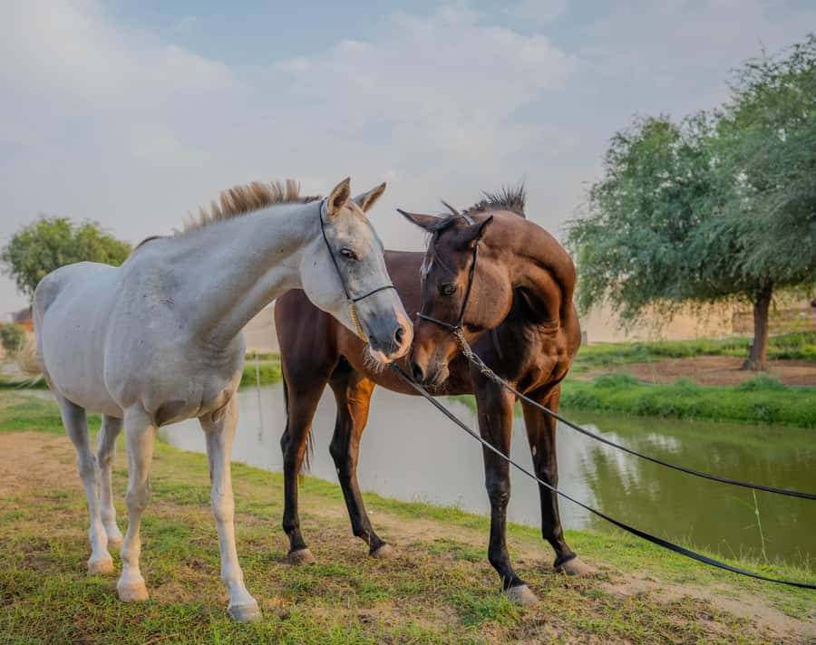 Dubai: Al Marmoom Oasis Horse Riding Experience with Snack - Choosing between the 30-minute and 45-minute ride