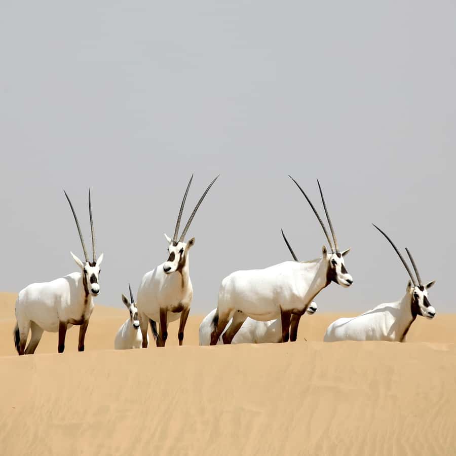 Dubai: Al Marmoom Oasis Safari, Animal Spotting & Breakfast - A camel caravan across the dunes