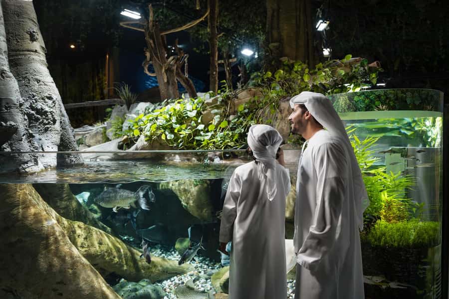 Dubai: Aquarium and Underwater Zoo Experience - Penguin Cove and the Gentoo encounter
