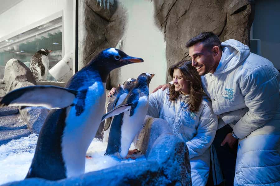 Dubai: Aquarium and Underwater Zoo Experience - Choosing between four ticket options