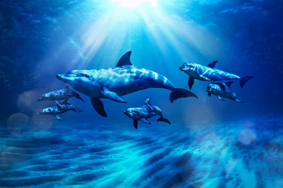 Dubai: Atlantis Dolphin Kayak Trip & Aquaventure Waterpark - Meeting the dolphins at Dolphin Bay Lagoon