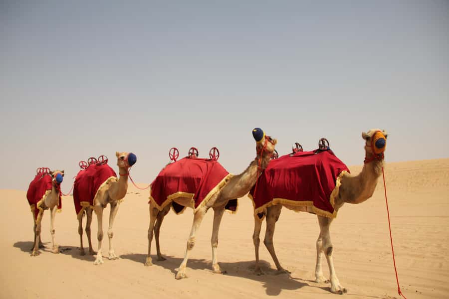 Dubai: Bedouin Camp, Dune Safari, Falcon Show & BBQ Dinner - Why the red dunes are the main event