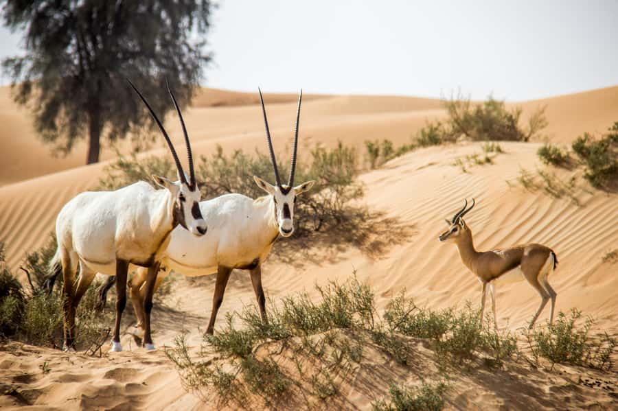 Dubai: Conservation Drive & Platinum Breakfast - Who should book this desert morning
