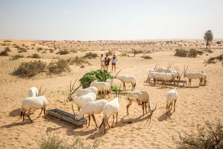 Dubai: Conservation Drive & Platinum Breakfast - The conservation drive through the reserve
