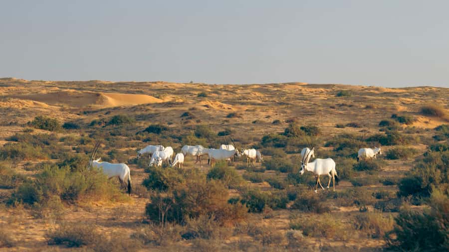 Dubai: Conservation Drive & Platinum Breakfast - A short camel ride around the oasis
