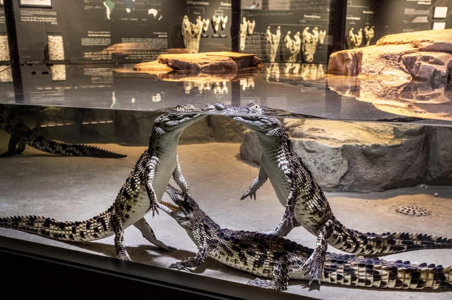 Dubai Crocodile Park Ticket - Why Dubai’s crocodiles make an unusual stop