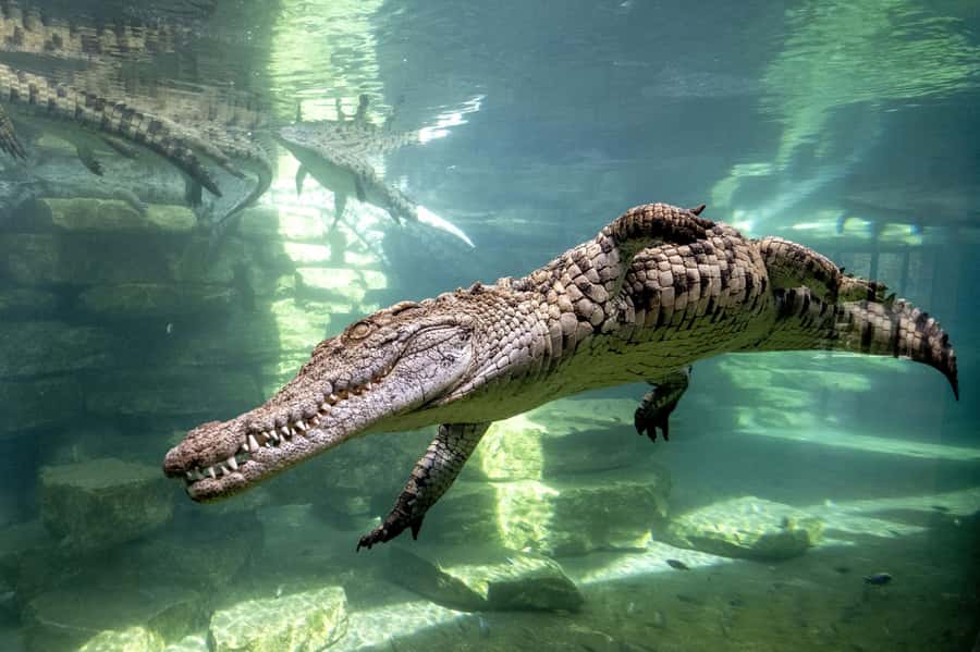 Dubai Crocodile Park Ticket - Seeing the 250 Nile crocodiles