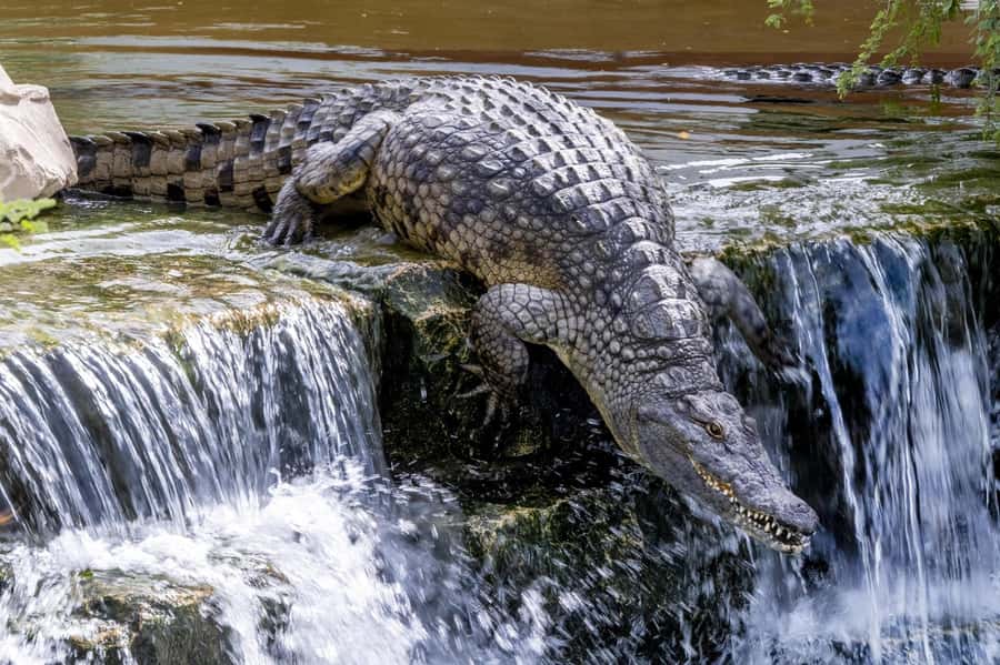 Dubai Crocodile Park Ticket - The African lake-themed aquarium