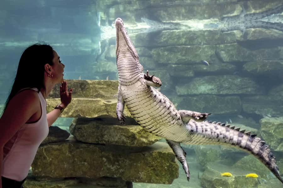Dubai Crocodile Park Ticket - How long you need and when the price makes sense