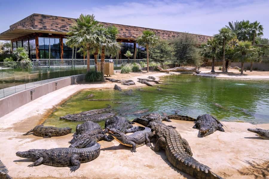 Dubai Crocodile Park Ticket - Families, teenagers, and serious animal fans