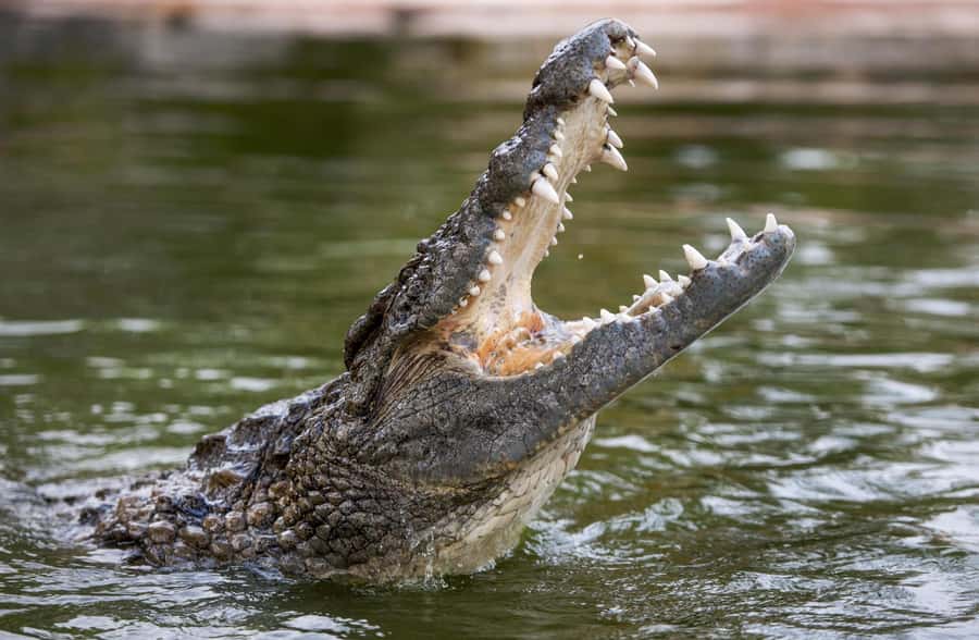 Dubai Crocodile Park Ticket - Entering the park and getting your bearings